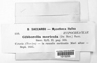 Gibberella baccata image
